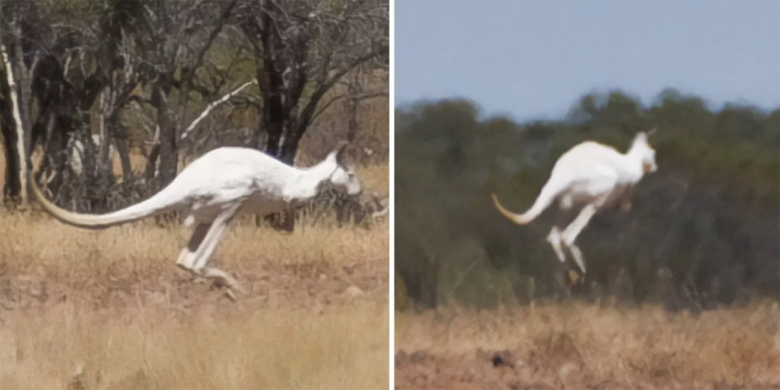 Sarah Kinnon logró capturar las fotografías cuando el canguro apareció “de la nada”. (Foto: Outback Pioneers)
