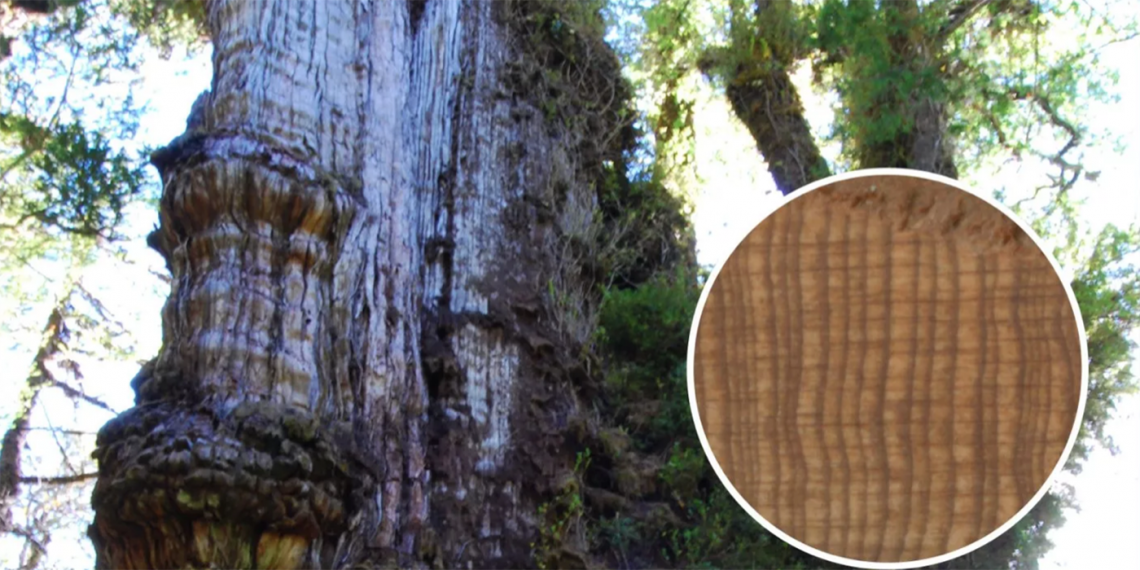 El alerce milenario. Jonathan Barichivich, científico medioambiental, considera muy probable que este árbol tenga, por lo menos, 5,000 años de antigüedad. (Foto: Jonathan Barichivich)