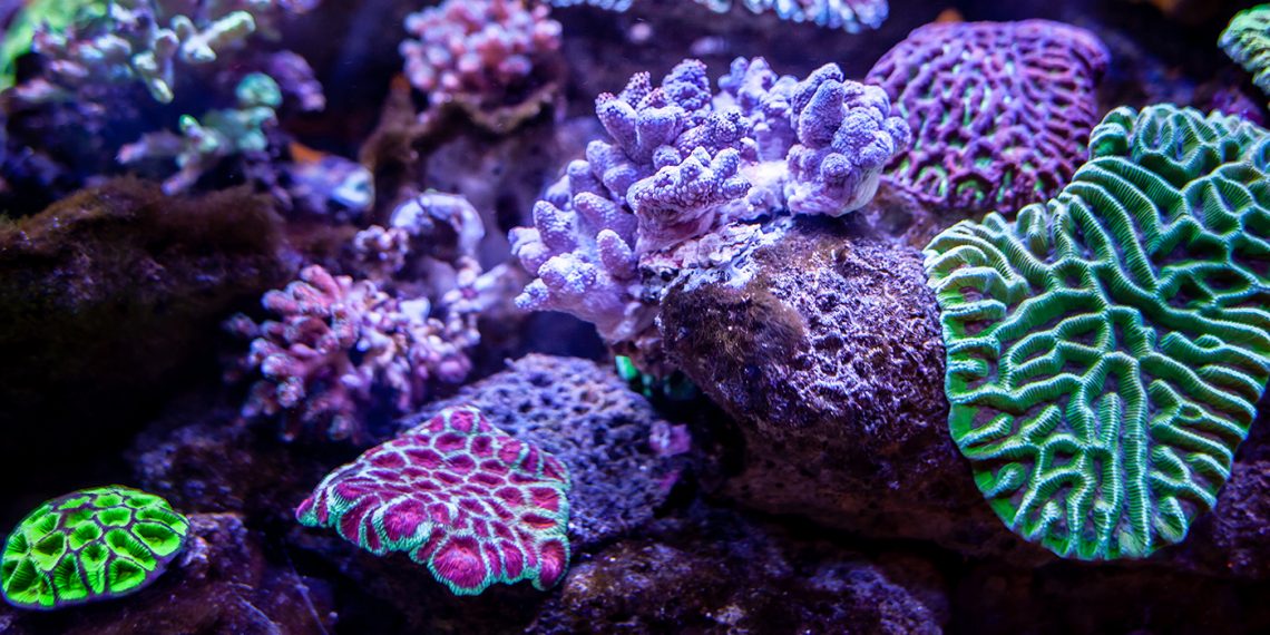 Aunque ya son áreas naturales protegidas, evita la extracción de corales y la venta de especies del arrecife. (Foto: Adobe Stock)