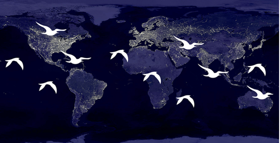 El Día Mundial de las Aves Migratorias se celebra tanto en mayo como en octubre de cada año. (Foto: campaña del Día Mundial de las Aves Migratorias 2022)