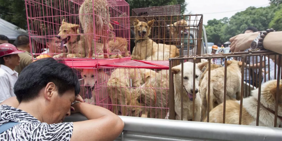 Una activista intenta detener un camión con perros enjaulados antes del Festival de Yulin, en Guangxi, sur de China. Miles de perros son asesinados cada año para el festival. (Foto: Getty Images)