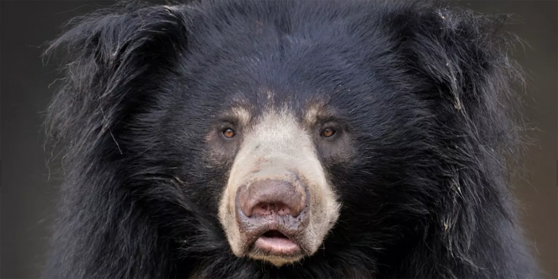 Archivo. Un oso perezoso adulto. (Foto: iStock/Getty Images Plus)