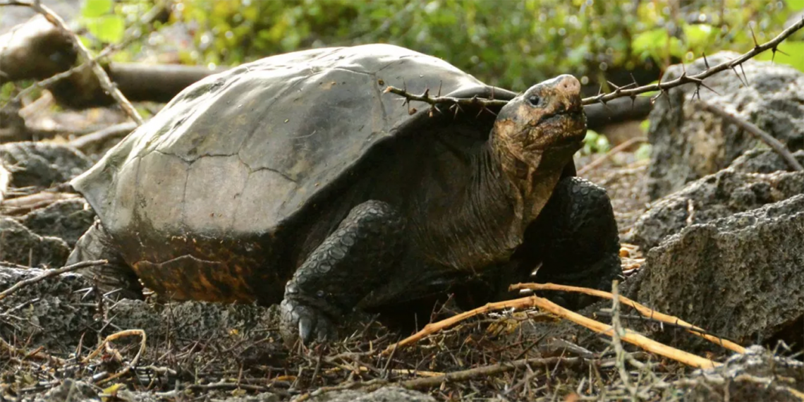 La tortuga, llamada Fernanda por su hogar en la Isla Fernandina, es el primero de su especie identificado en más de 100 años en las Islas Galápagos. (Foto: Steve Chatterley/Zenger)