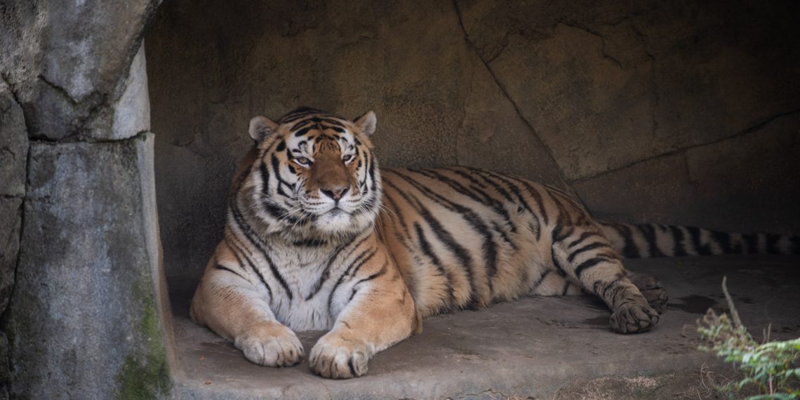 El tigre Júpiter tenía 14 años de edad. Falleció tras contraer neumonía por covid-19. (Foto: l zoológico y acuario de Columbus, Ohio)
