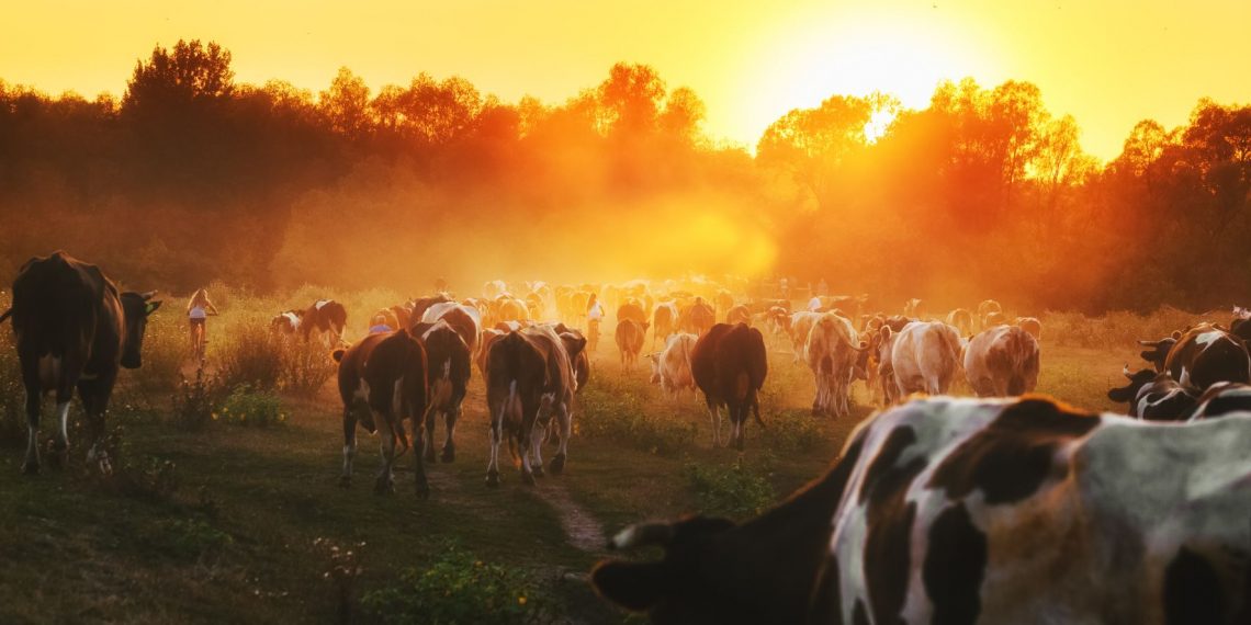 Vacas enfrentar olas de calor con ventiladores
