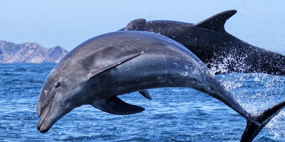 delfín Sinaloa