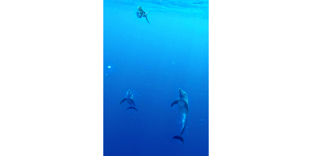 delfín Sinaloa