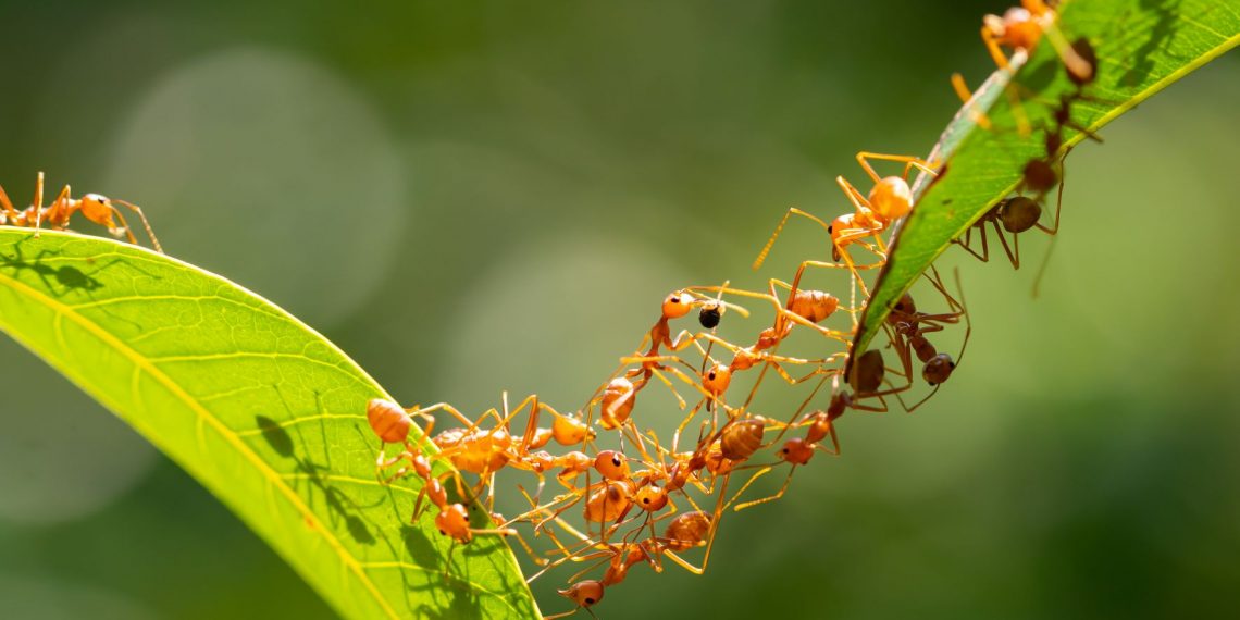 hormigas inteligencia artificial