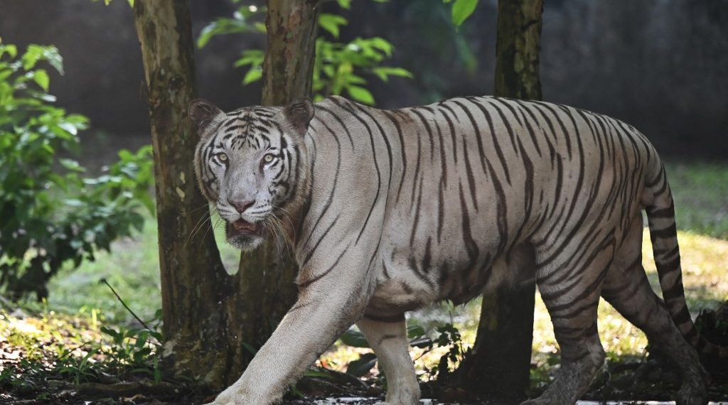 India Tigre