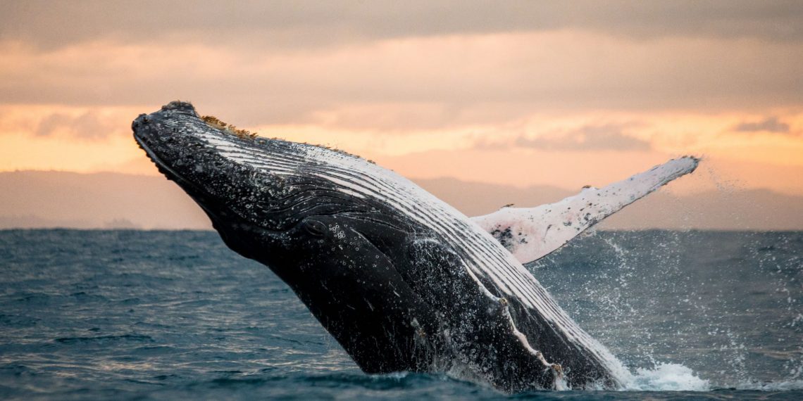 ballenas medioambiente