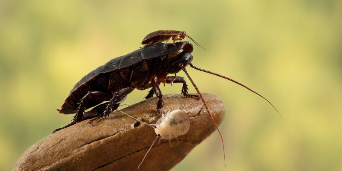 cucaracha Australia