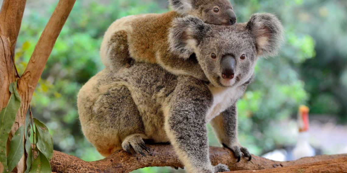 Australia animales en extinción
