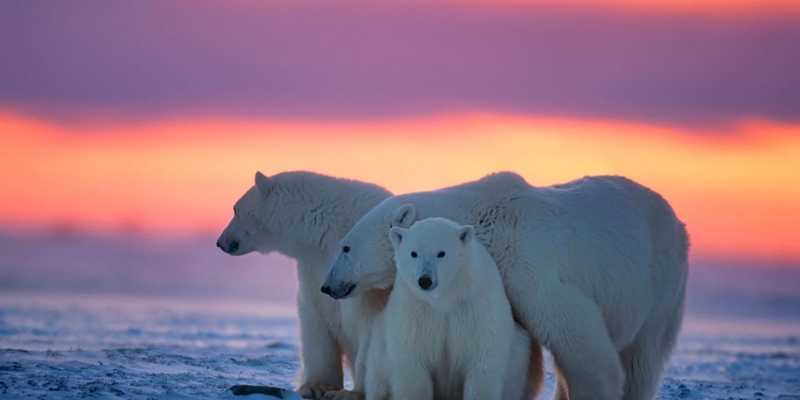 oso polar hielo marino
