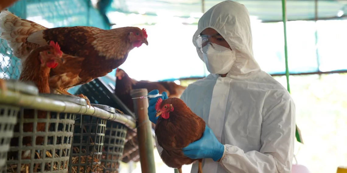 Perú gripe aviar