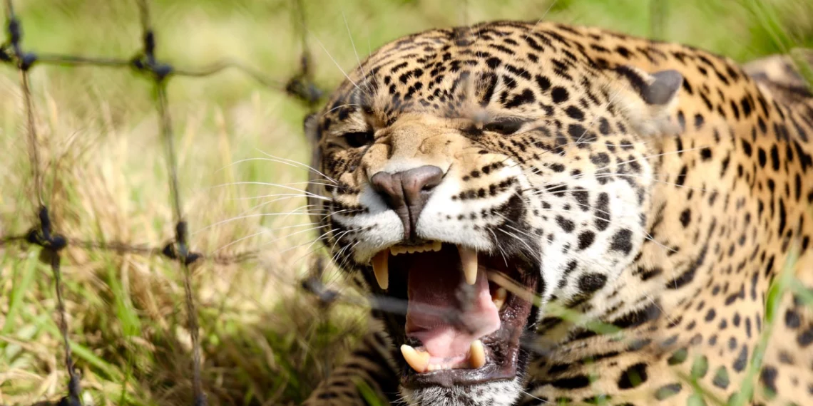 Santuario Jaguar