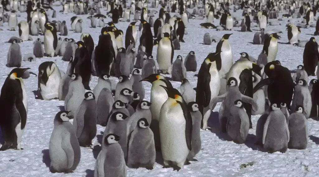 Los pingüinos emperador necesitan hielo marino para reproducirse y se encuentran en áreas que son muy difíciles de estudiar. (Foto: