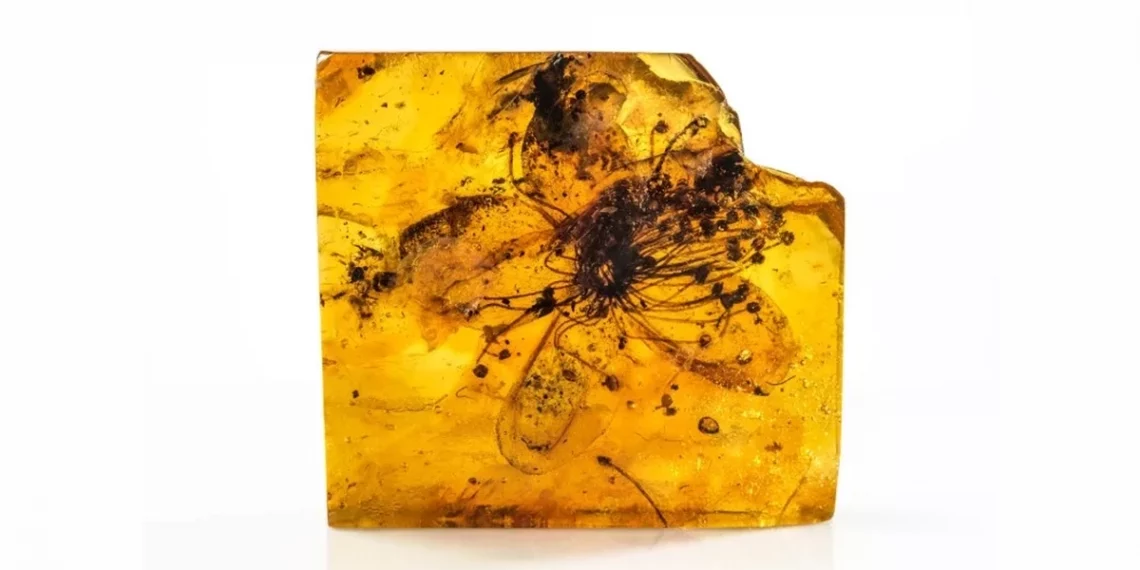 Este es el fósil preservado en ámbar durante 40 millones de años. Se trata del espécimen floral más grande jamás encontrado. (Carola Radke / Museum Für Naturkunde Berlin)