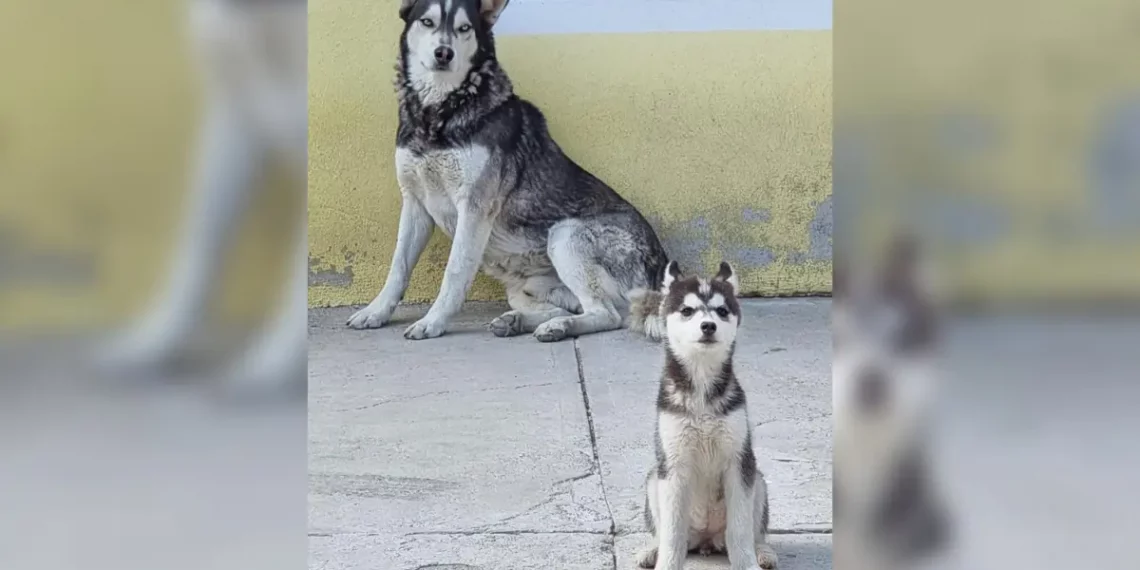 Recuperan a 2 perros que fueron secuestrados en El Huixmí