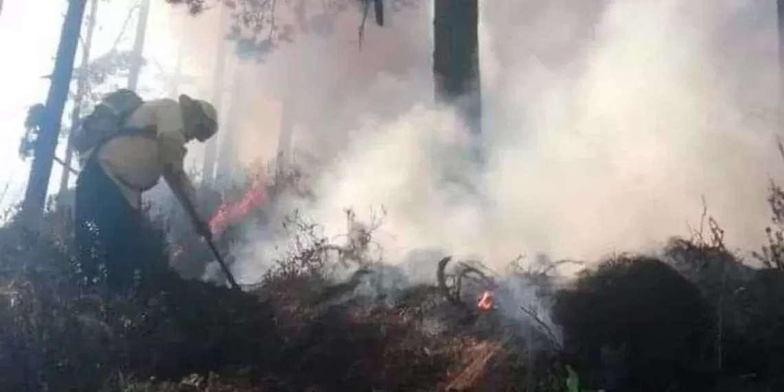 Fuego dañó 700 hectáreas de áreas verdes en 7 municipios de Puebla