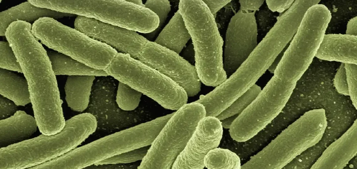 bacterias buenas