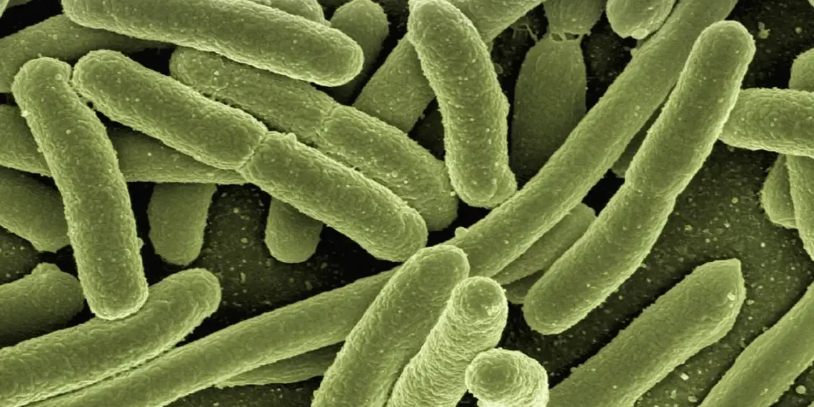 Bacterias buenas