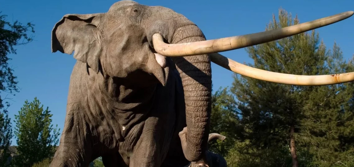 hombre elefante