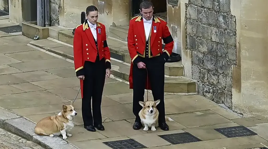 Perros Reina Isabel II