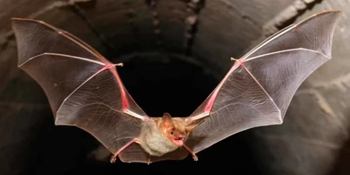 Alerta sanitaria en Sierra Norte de Puebla por murciélago con rabia