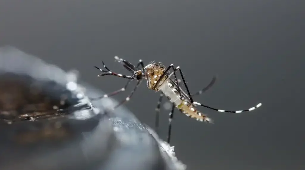 dengue y chikungunya OMS