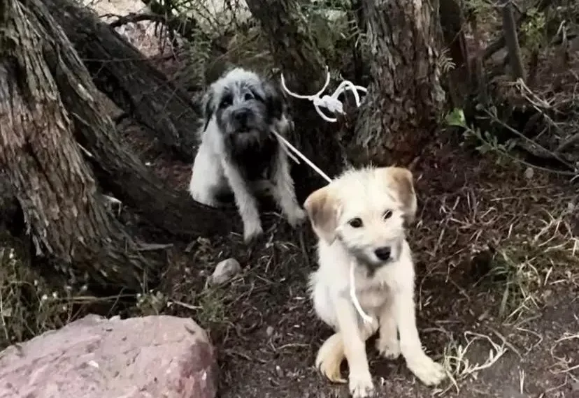 Abandonan a dos perros en cerro de Pachuca