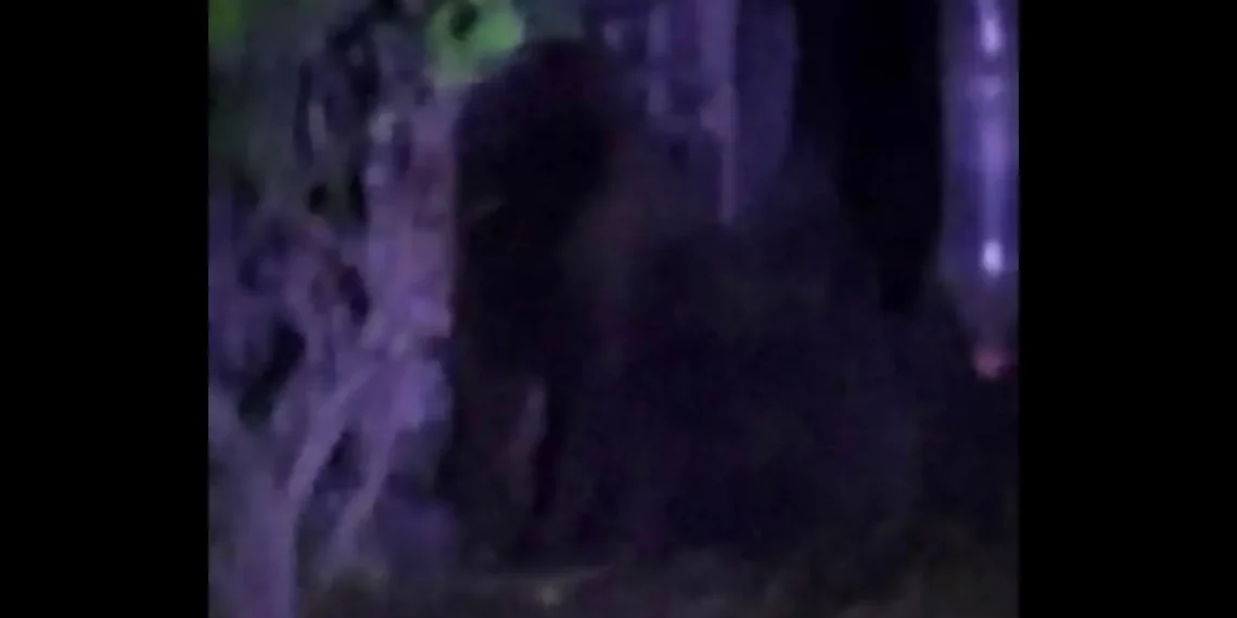 Con drones y policías buscan a gorila en Villa de Tezontepec