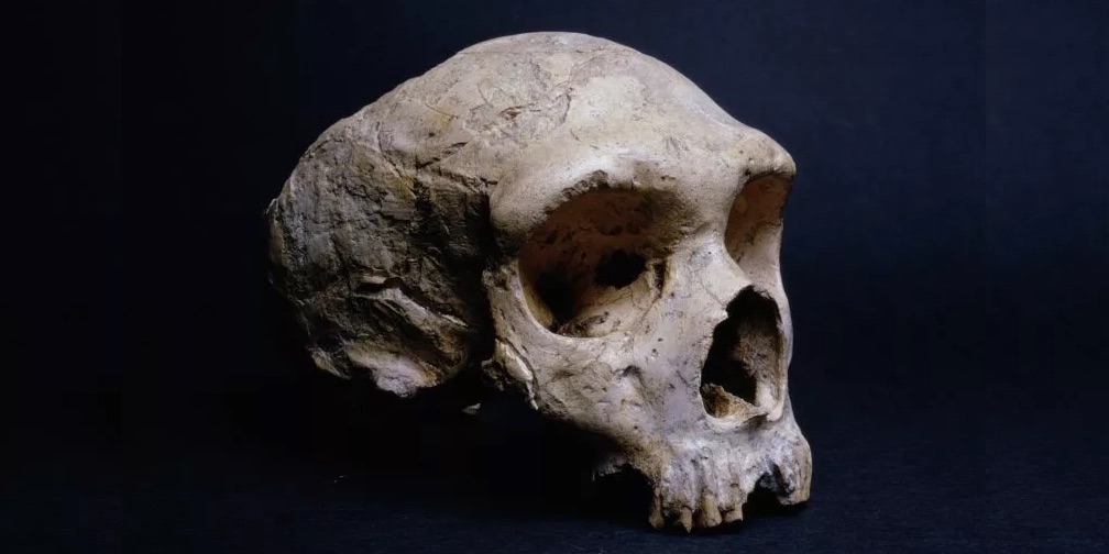 Esqueleto neandertal