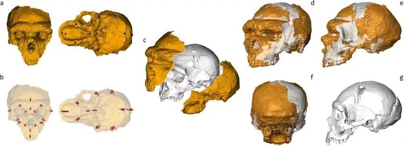 Esqueleto neandertal