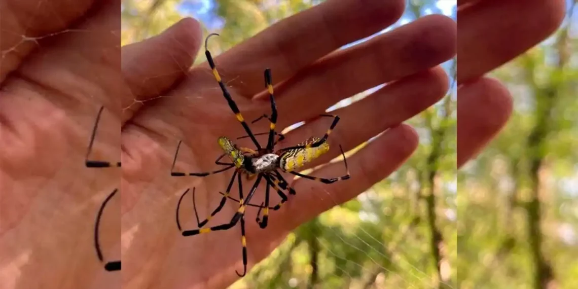 Para el estudio, los investigadores probaron más de 30 arañas de jardín, arañas de jardín anilladas y tejedoras de esferas jaspeadas. (Especial)