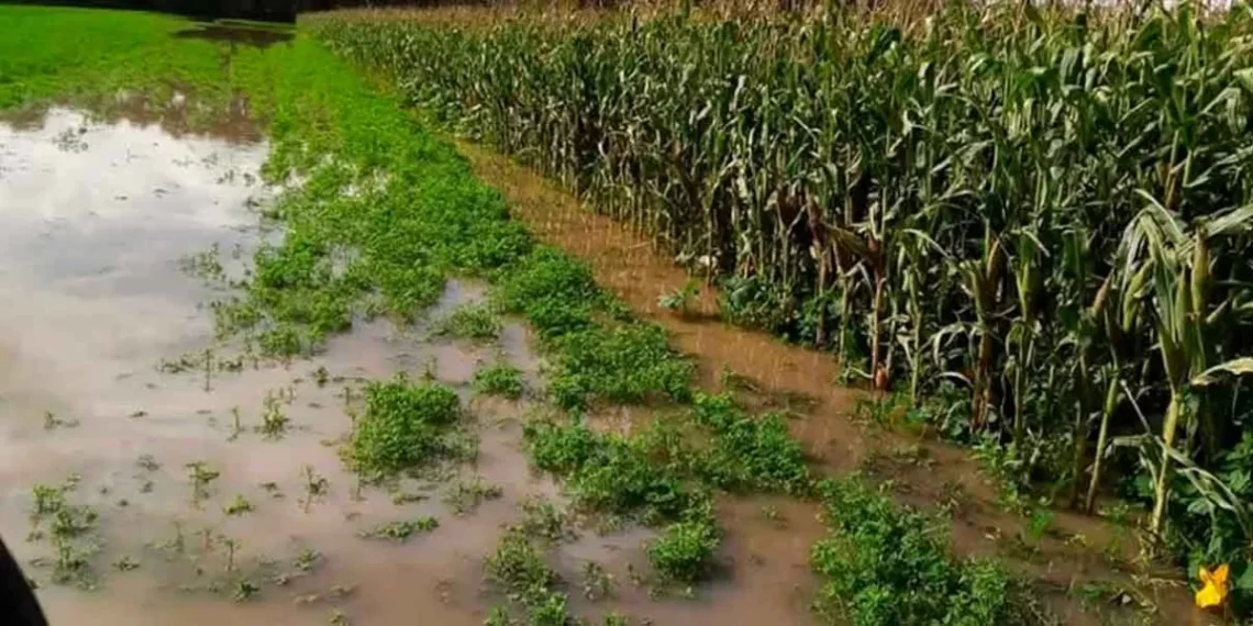 Llegarán recursos a productores de 7 municipios de Puebla afectados por las lluvias