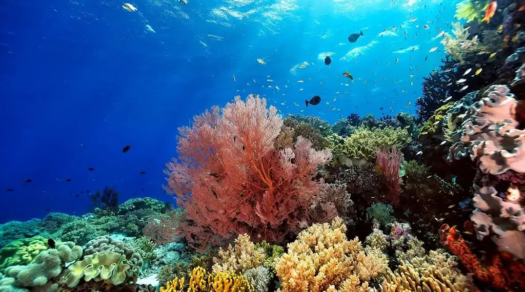 Enfermedad mortal corales