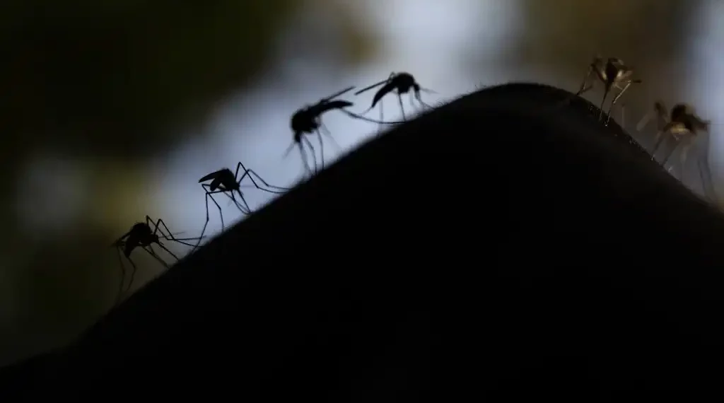 Fila de mosquitos