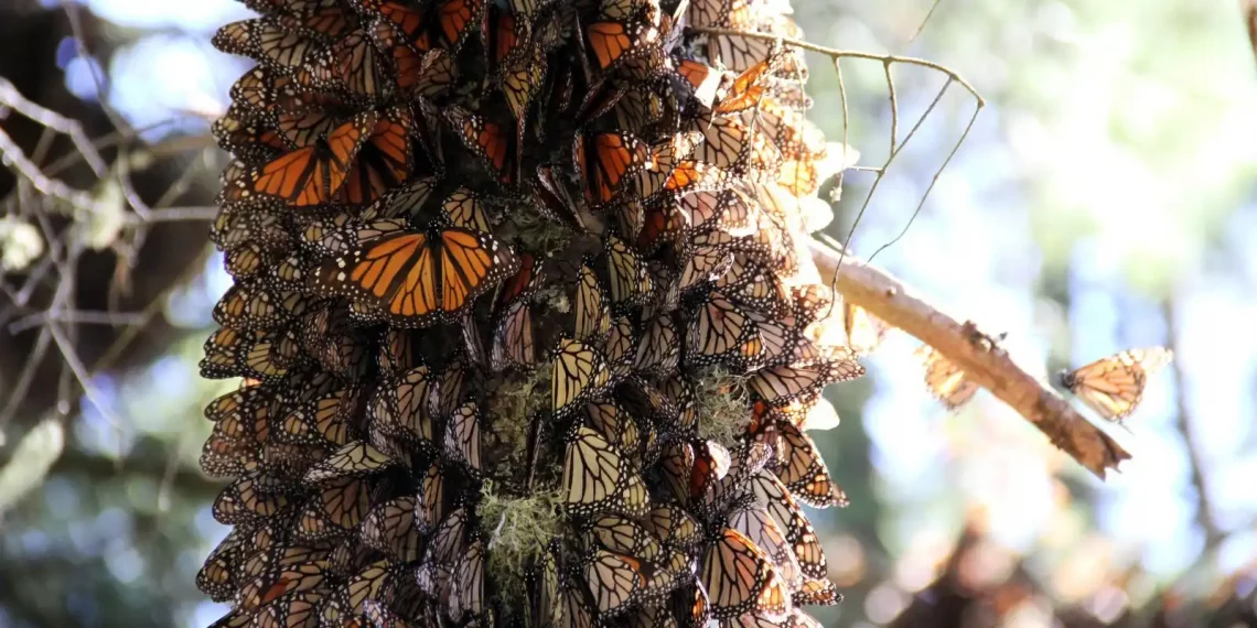 Mariposa monarca México