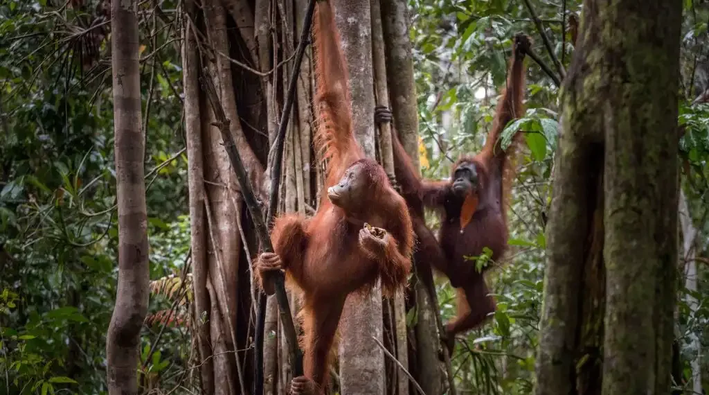 Orangutanes y humanos