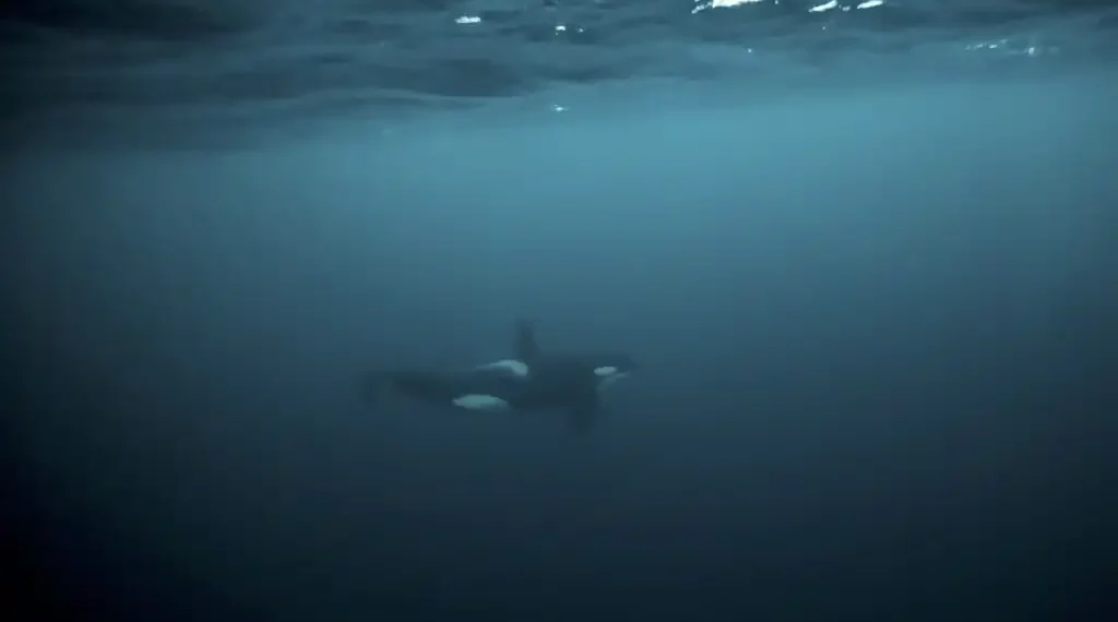 Orcas ataque