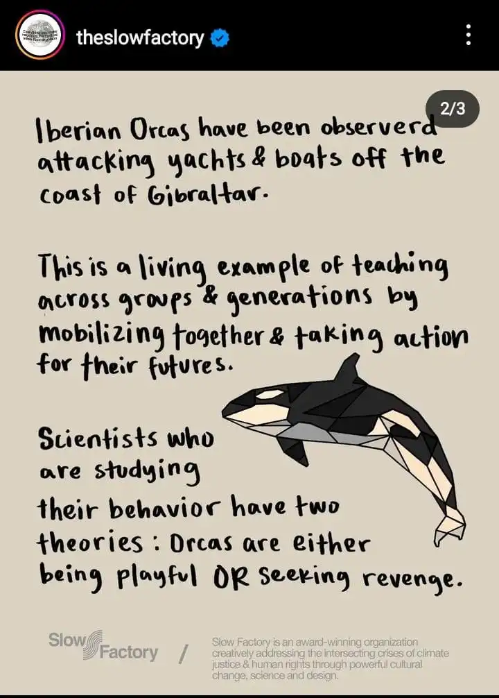 Orcas Ibéricas
