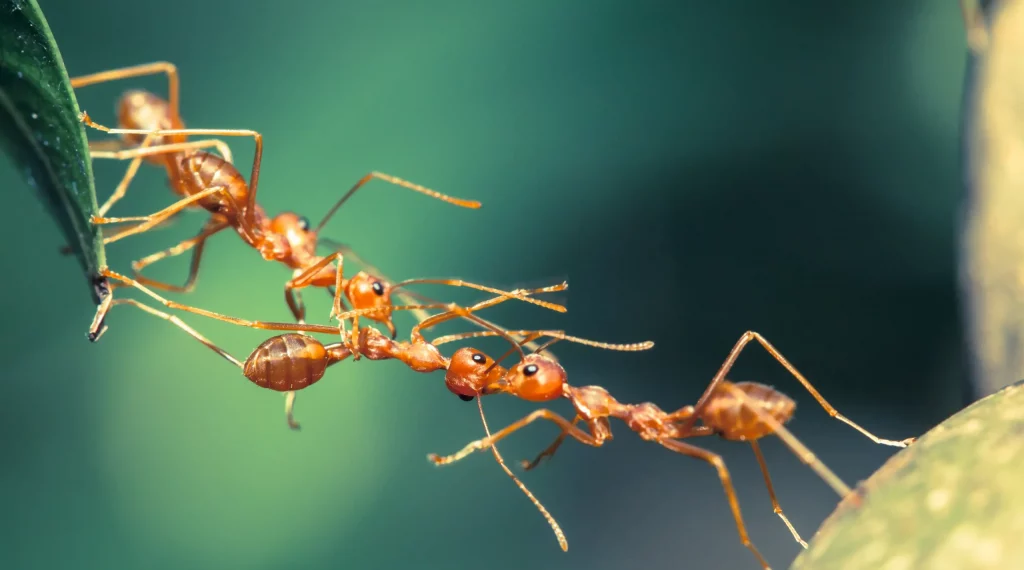 Picaduras de hormigas