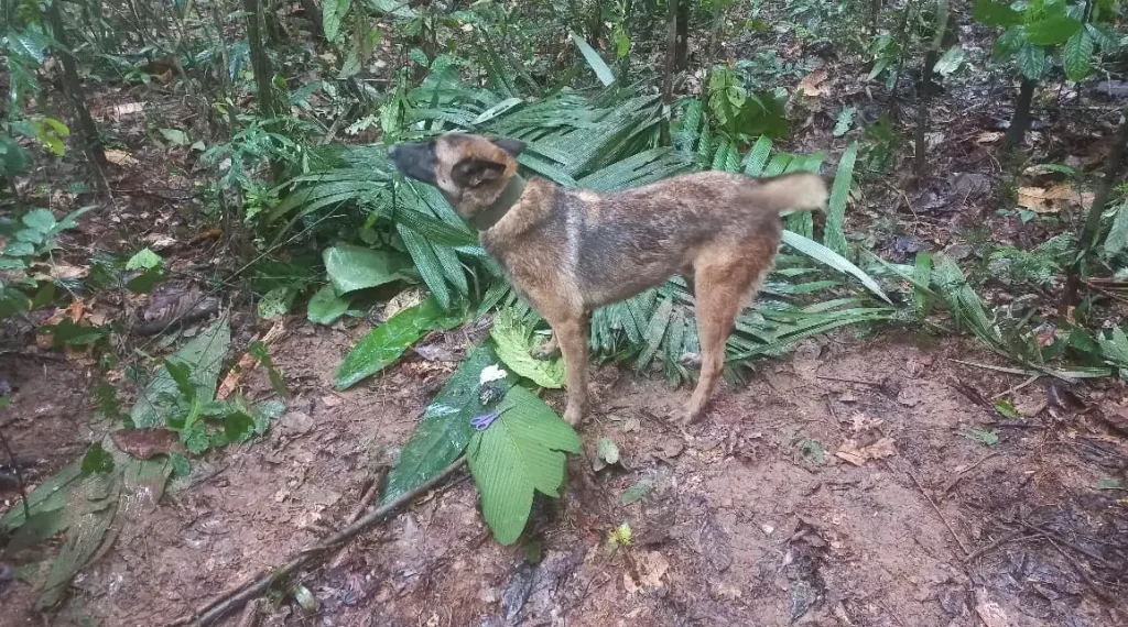 Wilson perro Colombia