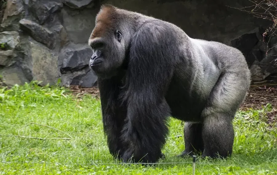 Gorila suelto en Hidalgo, nunca existió, confirman autoridades