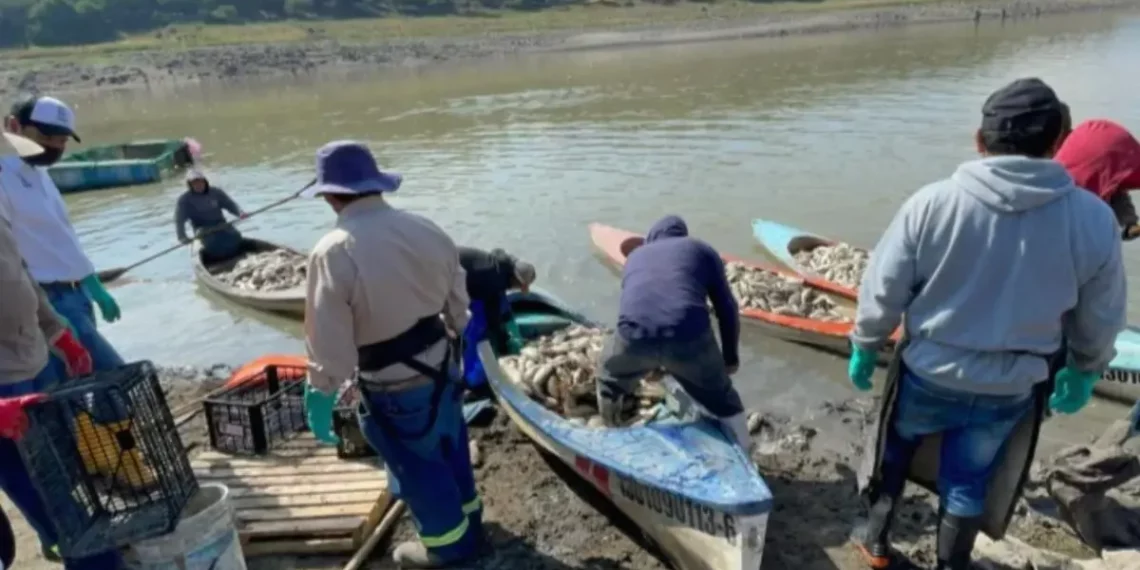 Por sequía y muerte de peces, solicitan declaratoria de emergencia para la presa Requena