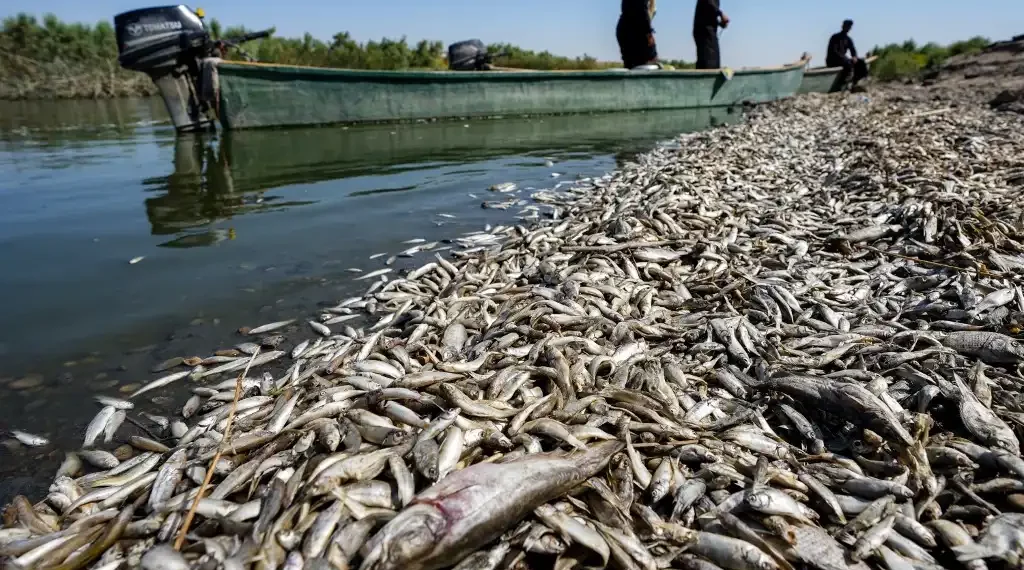 Los pescadores se paran en un bote mientras inspeccionan miles de peces muertos que flotan en la orilla del río Amshan, que extrae sus aguas del Tigris. (AFP)