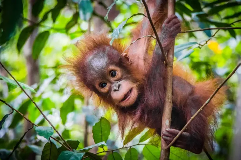 Orangutanes migrantes