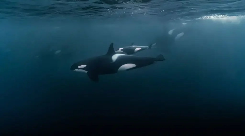 Orcas protegen a sus hijos