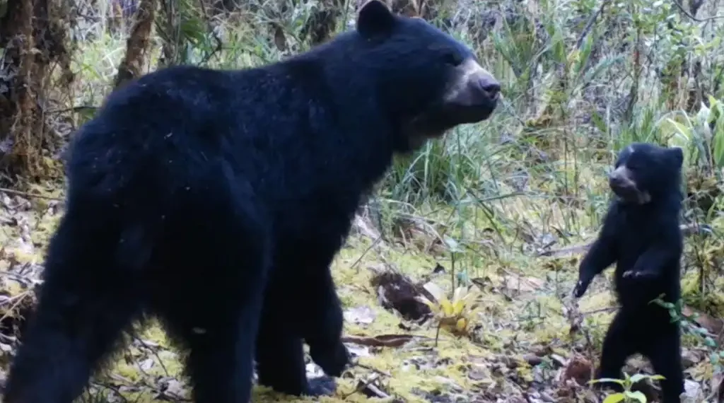 Oso de anteojos