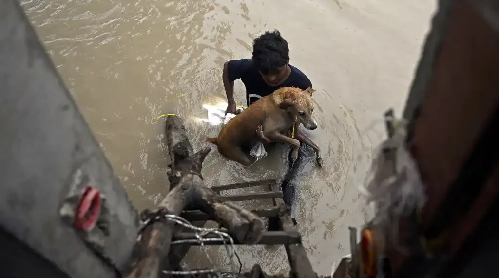 Perrito Atrapado